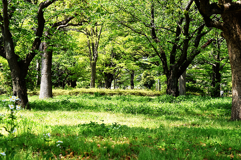 木の家が心地よい理由は？