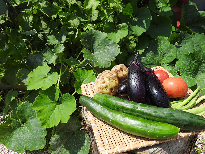 自分たちで食べる野菜を作る楽しみを