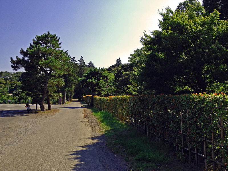 住まいに取り入れる植物の効果