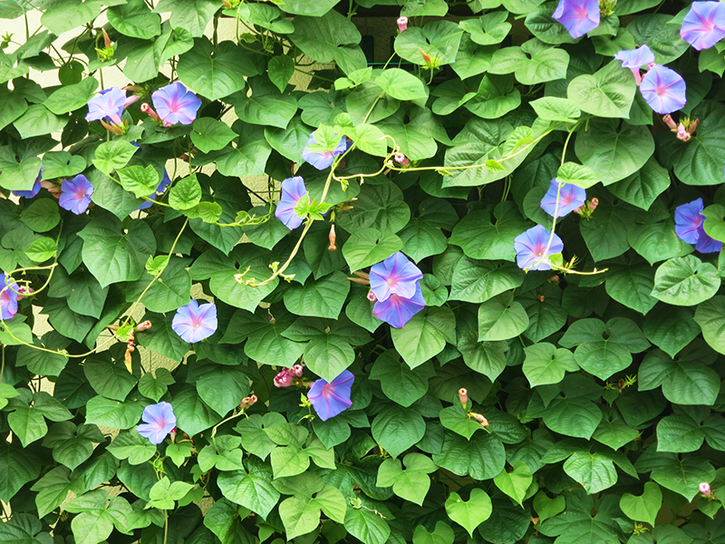 植物で作るエコでナチュラルな家